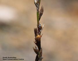   Fruits:   Lepyrodia valliculae ; Photo by South Australian Seed Conservation Centre, used with permission
